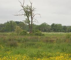 Cossington Meadows
