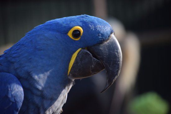 Tropical Birdland