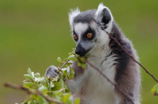 Twycross Zoo